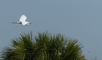 Snowy Egret